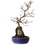 Acer palmatum Deshojo, 33 cm, ± 8 jaar oud