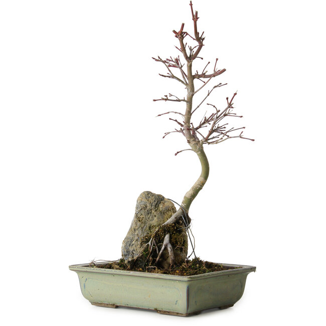 Acer palmatum Deshojo, 39 cm, ± 8 anni