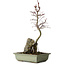 Acer palmatum Deshojo, 39 cm, ± 8 anni