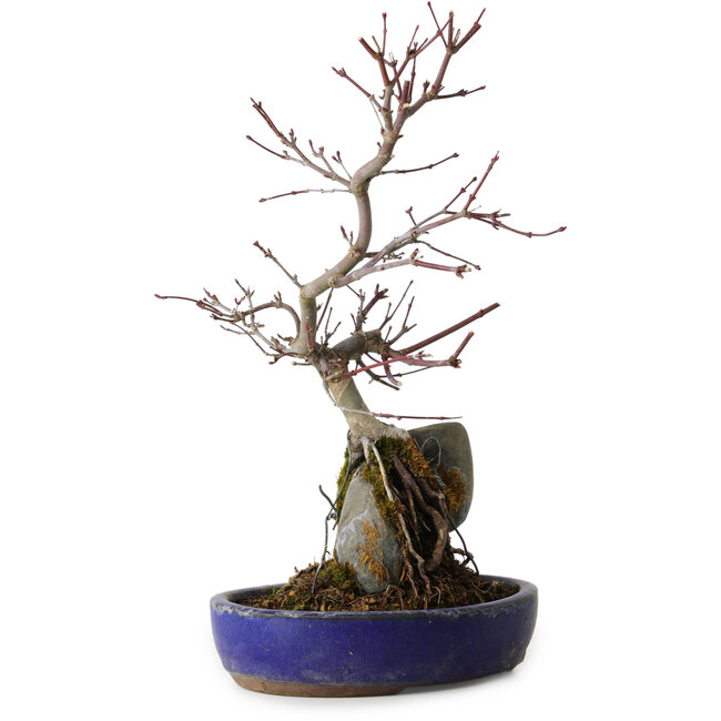Acer palmatum Deshojo, 33 cm, ± 8 jaar oud