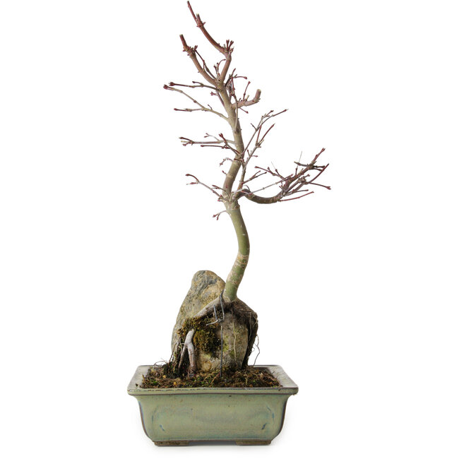 Acer palmatum Deshojo, 39 cm, ± 8 anni