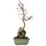 Acer palmatum Deshojo, 39 cm, ± 8 jaar oud