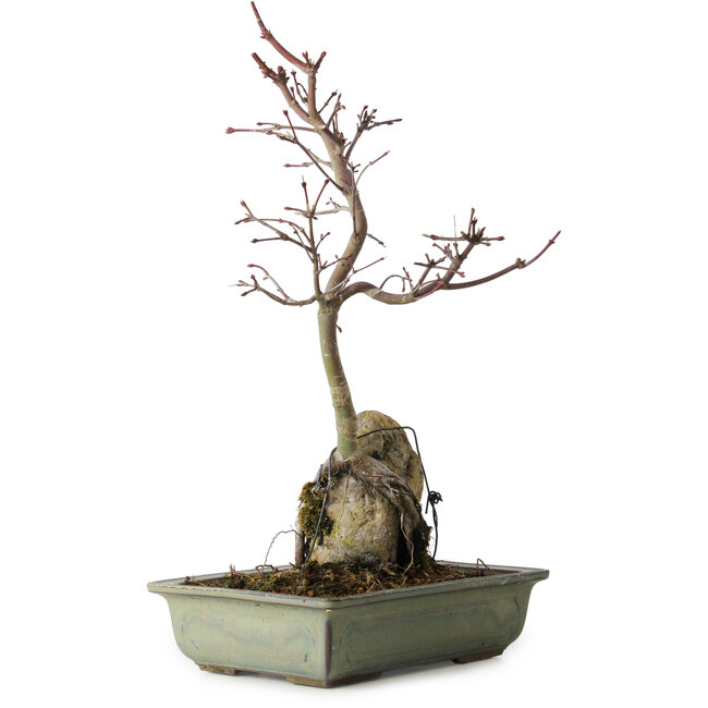 Acer palmatum Deshojo, 39 cm, ± 8 anni