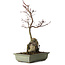 Acer palmatum Deshojo, 39 cm, ± 8 anni