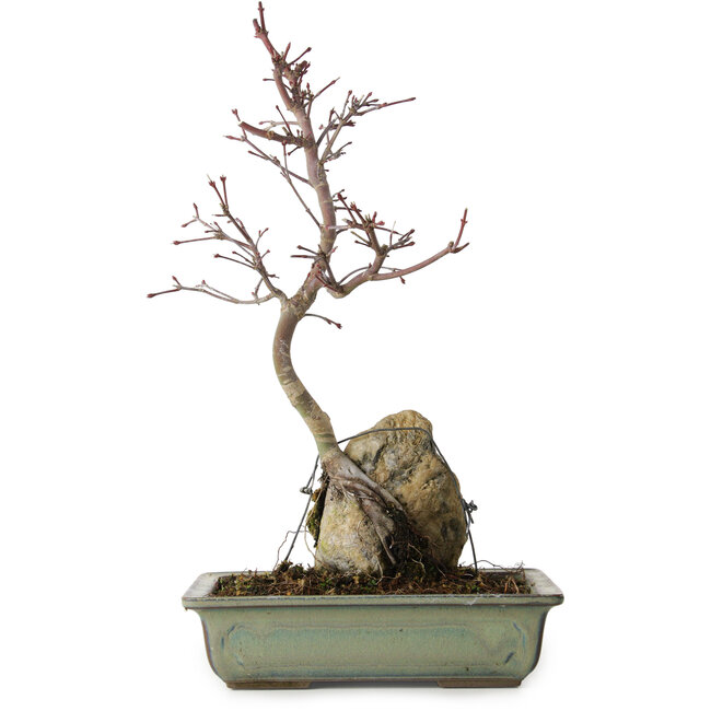 Acer palmatum Deshojo, 39 cm, ± 8 anni