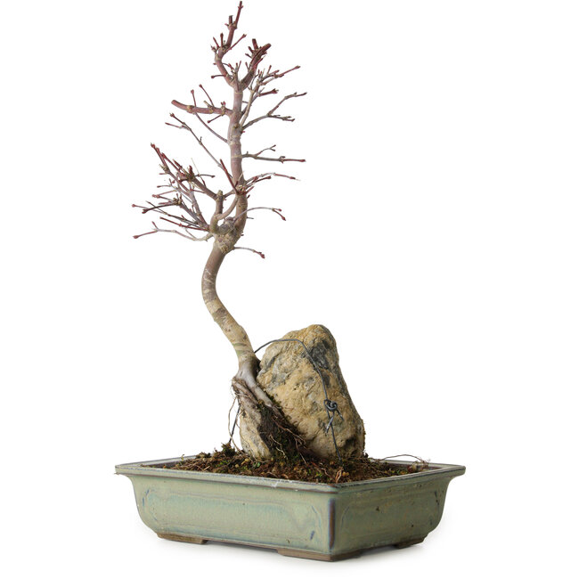 Acer palmatum Deshojo, 39 cm, ± 8 anni