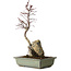 Acer palmatum Deshojo, 39 cm, ± 8 jaar oud