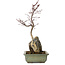 Acer palmatum Deshojo, 39 cm, ± 8 jaar oud