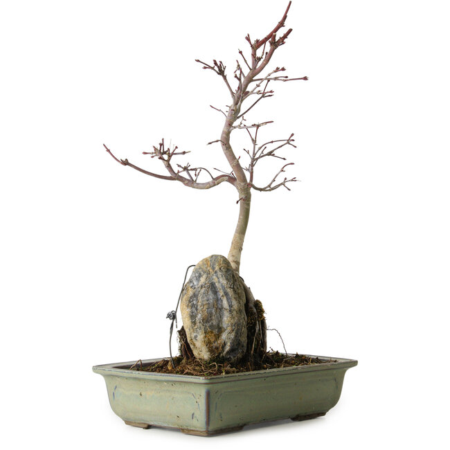 Acer palmatum Deshojo, 39 cm, ± 8 jaar oud