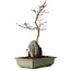 Acer palmatum Deshojo, 39 cm, ± 8 anni