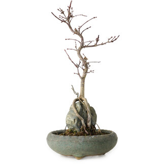 Acer palmatum Deshojo, 28 cm, ± 8 ans