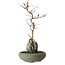 Acer palmatum Deshojo, 28 cm, environ 8 ans, en pot avec un éclat
