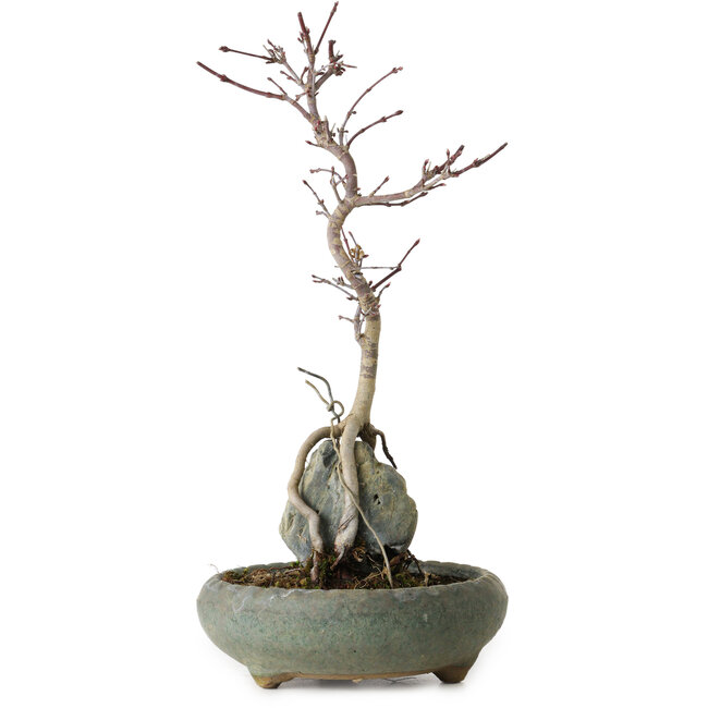 Acer palmatum Deshojo, 28 cm, ± 8 años, en maceta con una astilla