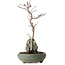 Acer palmatum Deshojo, 28 cm, ± 8 anni, in vaso con una scheggiatura