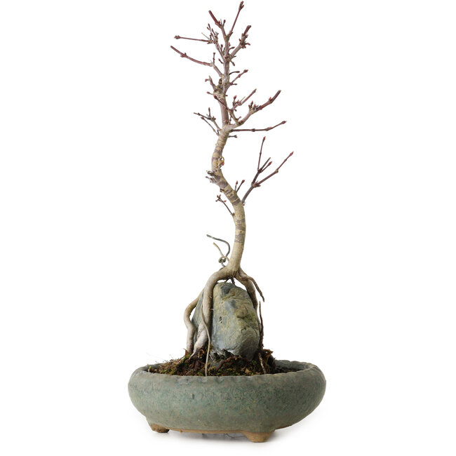 Acer palmatum Deshojo, 28 cm, environ 8 ans, en pot avec un éclat