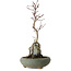 Acer palmatum Deshojo, 28 cm, environ 8 ans, en pot avec un éclat