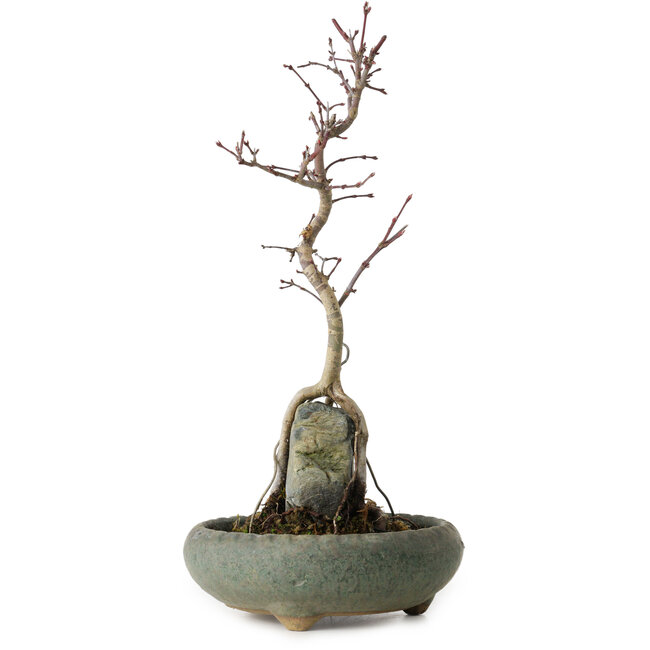 Acer palmatum Deshojo, 28 cm, ± 8 jaar oud, in een pot met een chip.