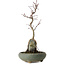 Acer palmatum Deshojo, 28 cm, environ 8 ans, en pot avec un éclat