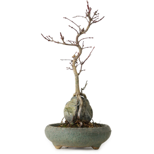 Acer palmatum Deshojo, 28 cm, ca. 8 Jahre alt, im Topf mit einem kleinen Abplatzer