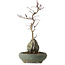 Acer palmatum Deshojo, 28 cm, environ 8 ans, en pot avec un éclat