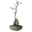 Acer palmatum Deshojo, 28 cm, environ 8 ans, en pot avec un éclat