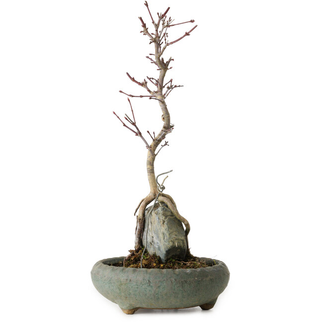 Acer palmatum Deshojo, 28 cm, environ 8 ans, en pot avec un éclat