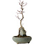 Acer palmatum Deshojo, 28 cm, ± 8 years old, in a pot with a chip