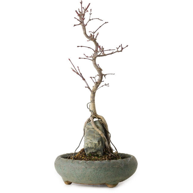 Acer palmatum Deshojo, 28 cm, ± 8 jaar oud, in een pot met een chip.