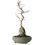 Acer palmatum Deshojo, 28 cm, ± 8 years old, in a pot with a chip