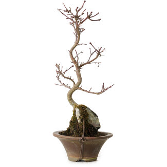 Acer palmatum Deshojo, 22 cm, ± 8 jaar oud