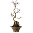 Acer palmatum Deshojo, 22 cm, ± 8 Jahre alt