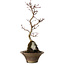 Acer palmatum Deshojo, 22 cm, ± 8 Jahre alt