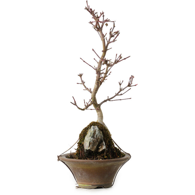 Acer palmatum Deshojo, 22 cm, ± 8 anni