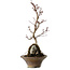 Acer palmatum Deshojo, 22 cm, ± 8 jaar oud