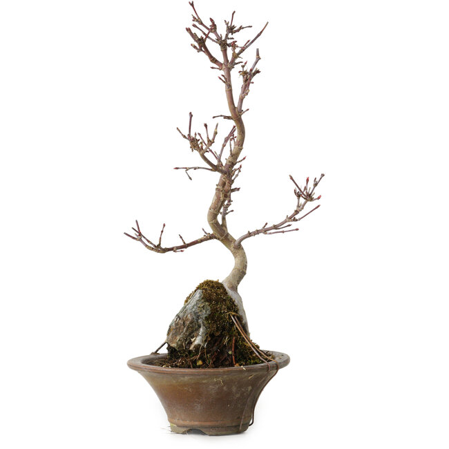 Acer palmatum Deshojo, 22 cm, ± 8 años de edad