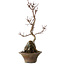 Acer palmatum Deshojo, 22 cm, ± 8 Jahre alt