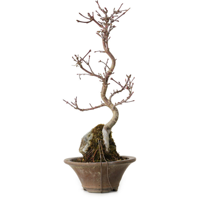 Acer palmatum Deshojo, 22 cm, ± 8 Jahre alt