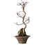 Acer palmatum Deshojo, 22 cm, ± 8 ans
