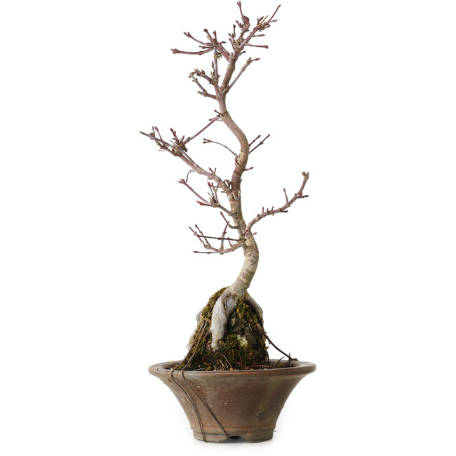 Acer palmatum Deshojo, 22 cm, ± 8 years old
