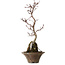 Acer palmatum Deshojo, 22 cm, ± 8 años de edad