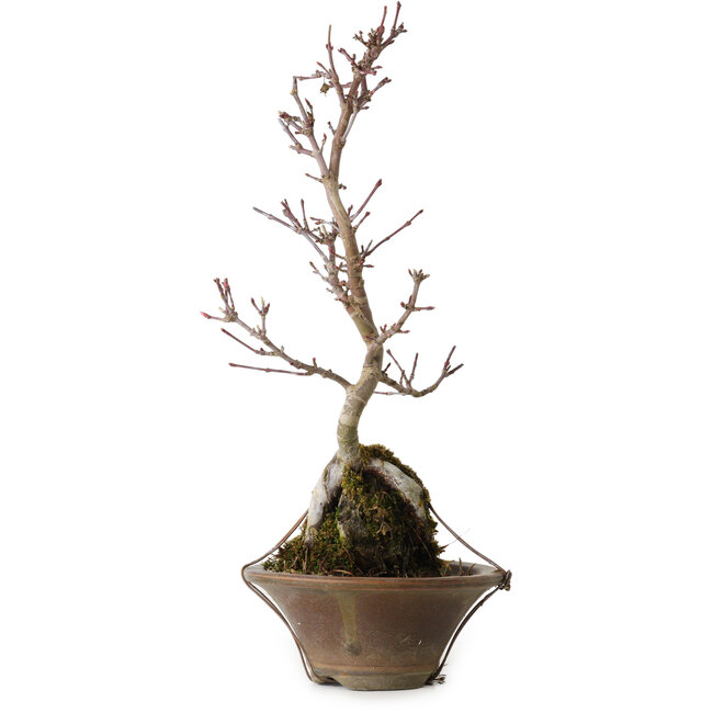 Acer palmatum Deshojo, 22 cm, ± 8 jaar oud