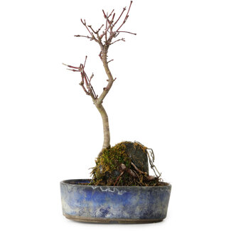 Acer palmatum Deshojo, 22 cm, ± 8 ans
