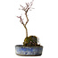 Acer palmatum Deshojo, 22 cm, ± 8 ans