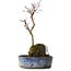 Acer palmatum Deshojo, 22 cm, ± 8 Jahre alt