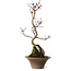 Acer palmatum Deshojo, 22 cm, ± 8 jaar oud