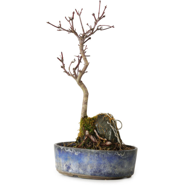 Acer palmatum Deshojo, 22 cm, ± 8 anni