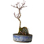 Acer palmatum Deshojo, 22 cm, ± 8 ans