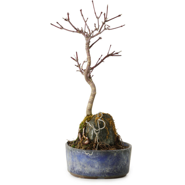Acer palmatum Deshojo, 22 cm, ± 8 ans