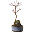 Acer palmatum Deshojo, 22 cm, ± 8 ans
