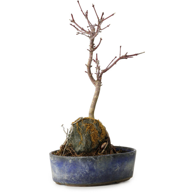 Acer palmatum Deshojo, 22 cm, ± 8 ans